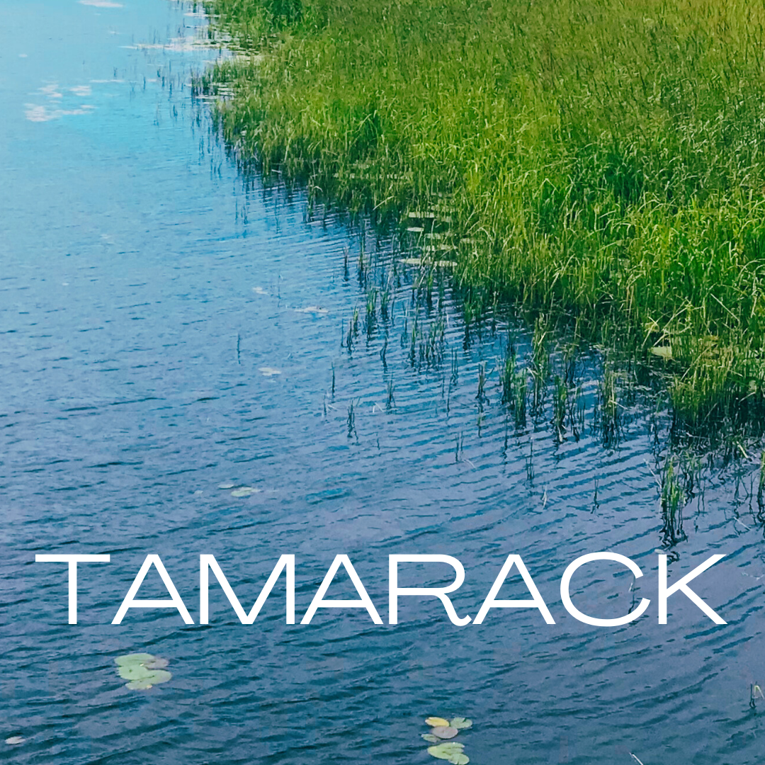 TAMARACK